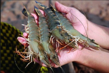 Đề xuất tăng xuất khẩu một số trái cây, sản phẩm thủy sản