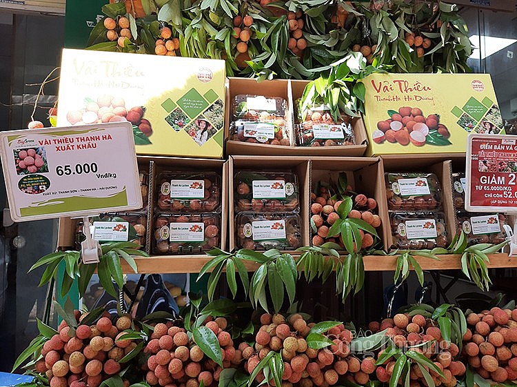 Quảng bá vải thiều Thanh Hà xuất khẩu EU, Mỹ, Nhật Bản đến với người dân Hà Nội Quảng bá vải thiều Thanh Hà xuất khẩu EU, Mỹ, Nhật Bản đến với người dân Hà Nội