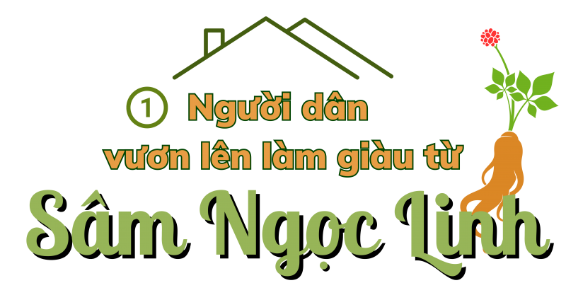 Longform | Quảng Nam: Tiếp thêm động lực đưa Sâm Ngọc Linh vươn ra thế giới Longform | Quảng Nam: Tiếp thêm động lực đưa Sâm Ngọc Linh vươn ra thế giới