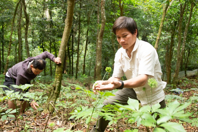Longform | Quảng Nam: Tiếp thêm động lực đưa Sâm Ngọc Linh vươn ra thế giới Longform | Quảng Nam: Tiếp thêm động lực đưa Sâm Ngọc Linh vươn ra thế giới