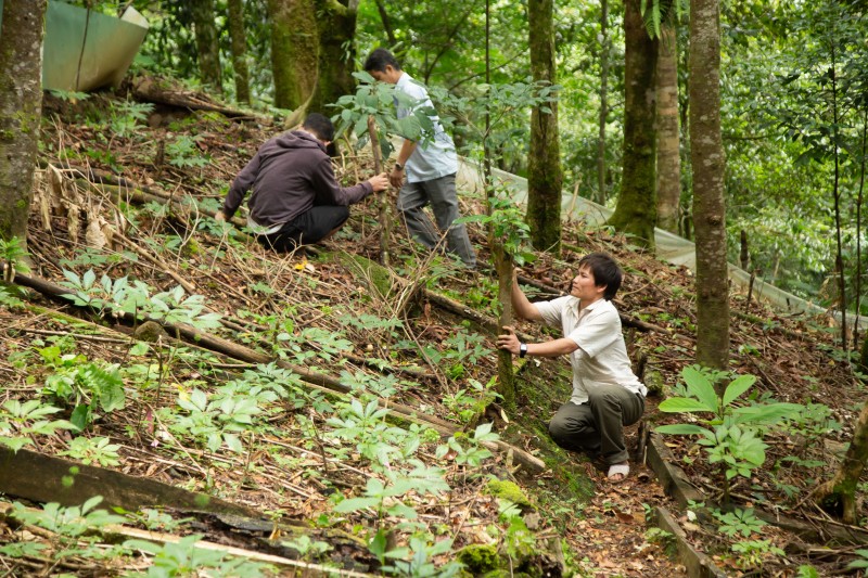 Longform | Quảng Nam: Tiếp thêm động lực đưa Sâm Ngọc Linh vươn ra thế giới Longform | Quảng Nam: Tiếp thêm động lực đưa Sâm Ngọc Linh vươn ra thế giới