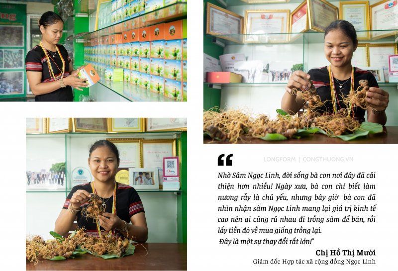 Longform | Quảng Nam: Tiếp thêm động lực đưa Sâm Ngọc Linh vươn ra thế giới Longform | Quảng Nam: Tiếp thêm động lực đưa Sâm Ngọc Linh vươn ra thế giới
