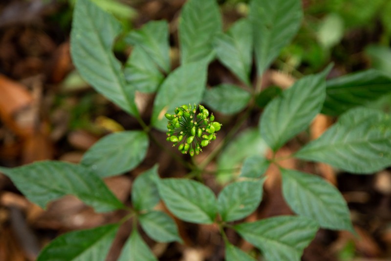 Longform | Quảng Nam: Tiếp thêm động lực đưa Sâm Ngọc Linh vươn ra thế giới Longform | Quảng Nam: Tiếp thêm động lực đưa Sâm Ngọc Linh vươn ra thế giới