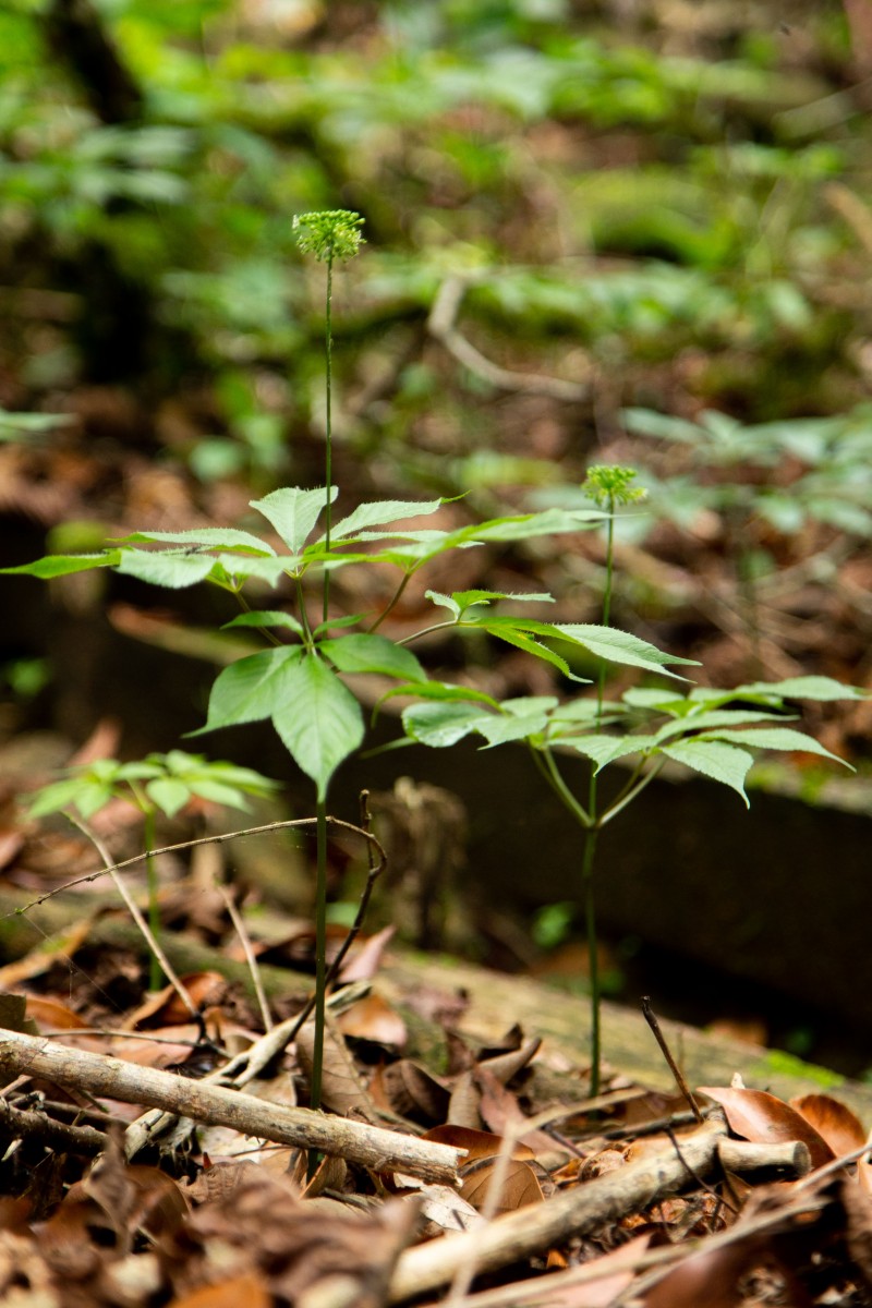 Longform | Quảng Nam: Tiếp thêm động lực đưa Sâm Ngọc Linh vươn ra thế giới Longform | Quảng Nam: Tiếp thêm động lực đưa Sâm Ngọc Linh vươn ra thế giới