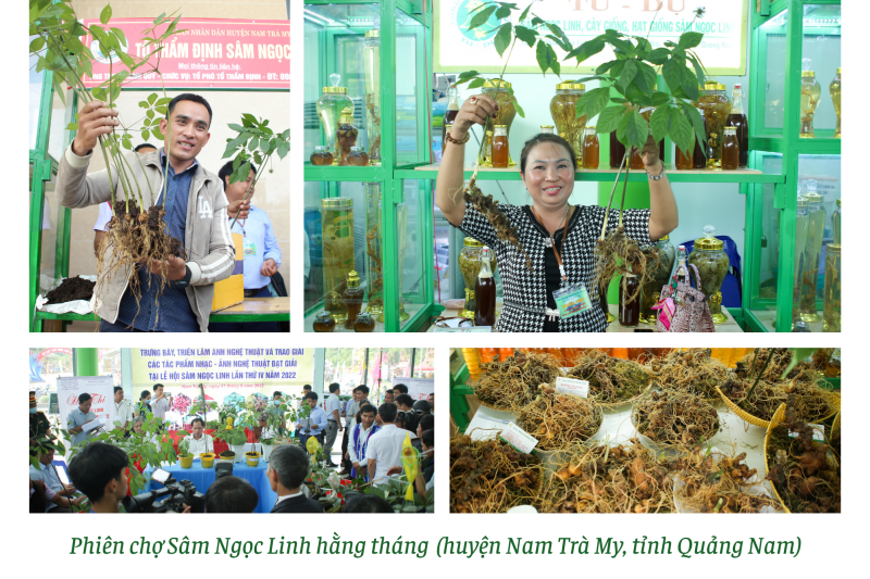 Longform | Quảng Nam: Tiếp thêm động lực đưa Sâm Ngọc Linh vươn ra thế giới Longform | Quảng Nam: Tiếp thêm động lực đưa Sâm Ngọc Linh vươn ra thế giới