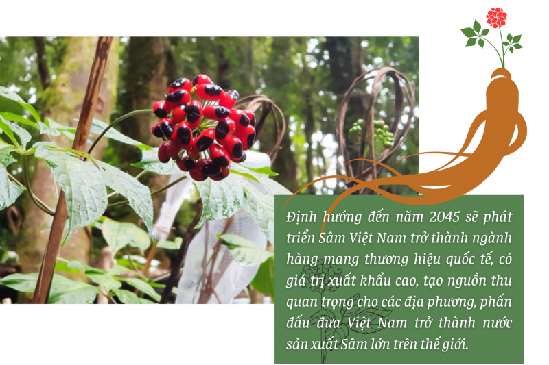 Longform | Quảng Nam: Tiếp thêm động lực đưa Sâm Ngọc Linh vươn ra thế giới Longform | Quảng Nam: Tiếp thêm động lực đưa Sâm Ngọc Linh vươn ra thế giới