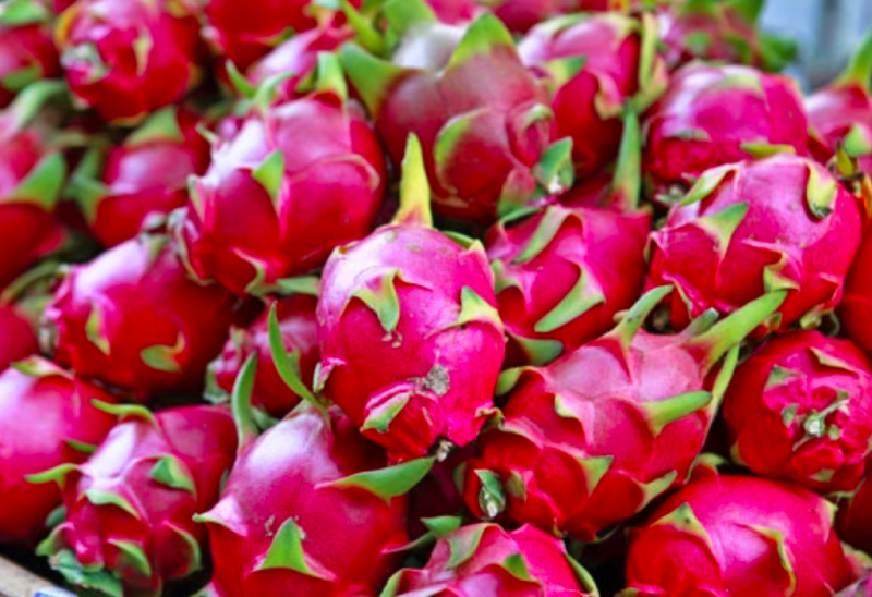 Thnah long là 1 trong 3 loại quả của Việt Nam tiếp tục bị EU kiểm soát Thnah long là 1 trong 3 loại quả của Việt Nam tiếp tục bị EU kiểm soát