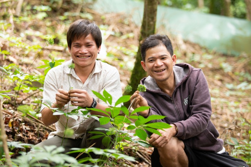 Longform | Quảng Nam: Tiếp thêm động lực đưa Sâm Ngọc Linh vươn ra thế giới Longform | Quảng Nam: Tiếp thêm động lực đưa Sâm Ngọc Linh vươn ra thế giới