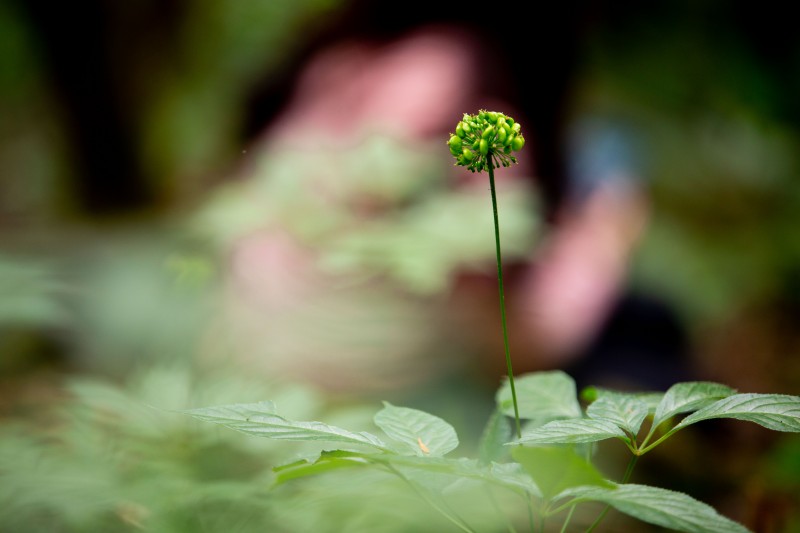 Longform | Quảng Nam: Tiếp thêm động lực đưa Sâm Ngọc Linh vươn ra thế giới Longform | Quảng Nam: Tiếp thêm động lực đưa Sâm Ngọc Linh vươn ra thế giới