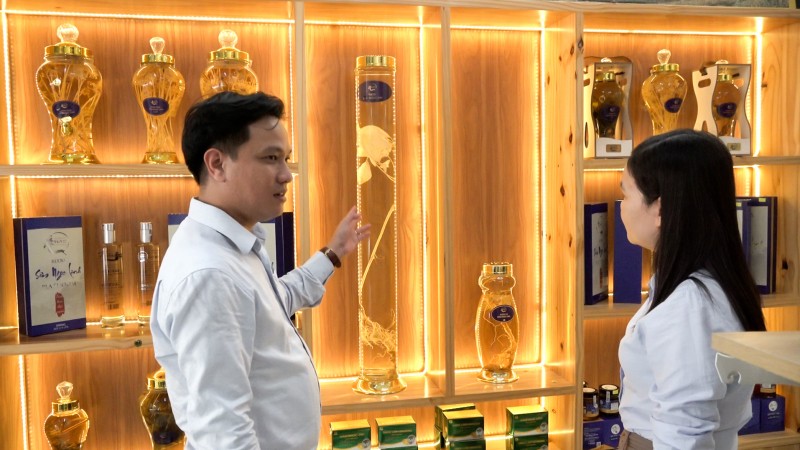 Longform | Quảng Nam: Tiếp thêm động lực đưa Sâm Ngọc Linh vươn ra thế giới Longform | Quảng Nam: Tiếp thêm động lực đưa Sâm Ngọc Linh vươn ra thế giới