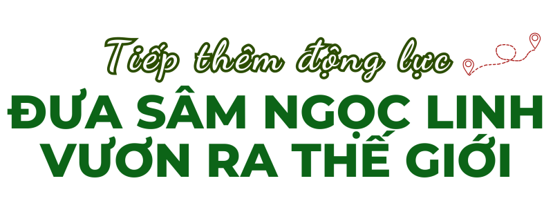Longform | Quảng Nam: Tiếp thêm động lực đưa Sâm Ngọc Linh vươn ra thế giới Longform | Quảng Nam: Tiếp thêm động lực đưa Sâm Ngọc Linh vươn ra thế giới