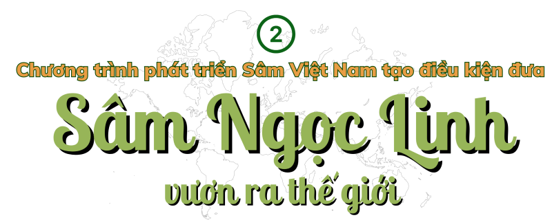 Longform | Quảng Nam: Tiếp thêm động lực đưa Sâm Ngọc Linh vươn ra thế giới Longform | Quảng Nam: Tiếp thêm động lực đưa Sâm Ngọc Linh vươn ra thế giới