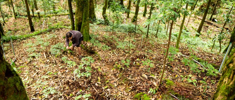 Longform | Quảng Nam: Tiếp thêm động lực đưa Sâm Ngọc Linh vươn ra thế giới Longform | Quảng Nam: Tiếp thêm động lực đưa Sâm Ngọc Linh vươn ra thế giới