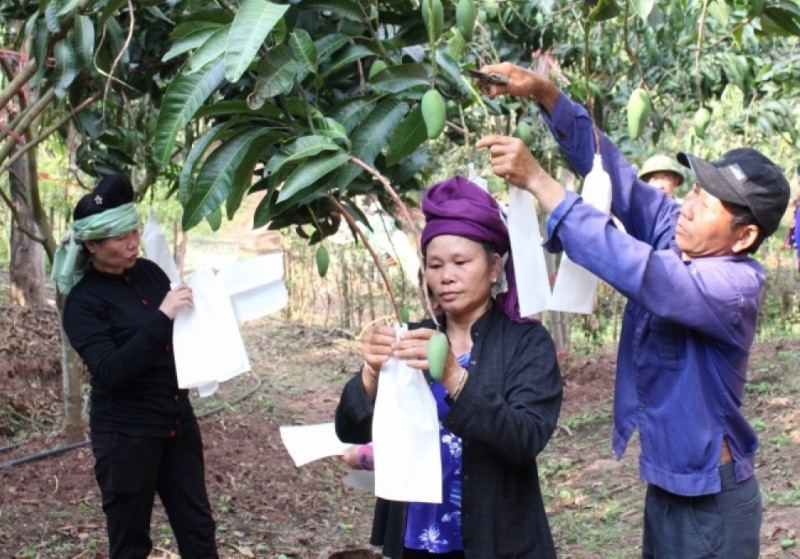 Đồng bào dân tộc xã Yên Châu bao trái xoài xuất khẩu (Ảnh: Lê Hạnh) Đồng bào dân tộc xã Yên Châu bao trái xoài xuất khẩu (Ảnh: Lê Hạnh)