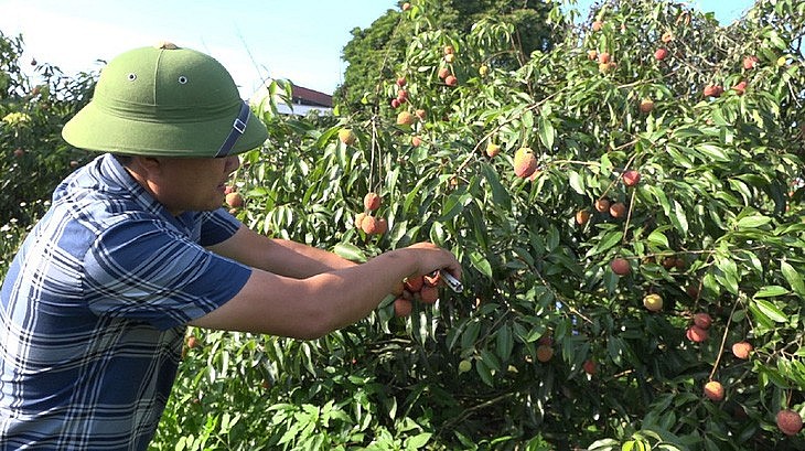 Vải không hạt Thanh Hóa đi máy bay sang Anh, Nhật Bản - Ảnh 2. Thu hoạch vải không hạt ở xã Nguyệt Ấn, huyện Ngọc Lặc - Ảnh: CTV Vải không hạt Thanh Hóa đi máy bay sang Anh, Nhật Bản - Ảnh 2. Thu hoạch vải không hạt ở xã Nguyệt Ấn, huyện Ngọc Lặc - Ảnh: CTV