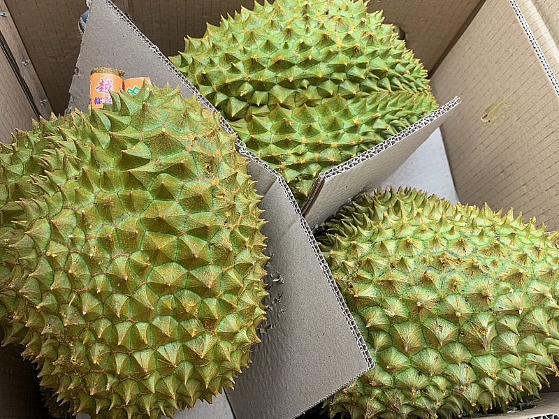 Sầu riêng xuất khẩu Trung Quốc được lựa chọn với nhiều tiêu chí khắt khe, quả phải tròn và đảm bảo độ chín già Sầu riêng xuất khẩu Trung Quốc được lựa chọn với nhiều tiêu chí khắt khe, quả phải tròn và đảm bảo độ chín già