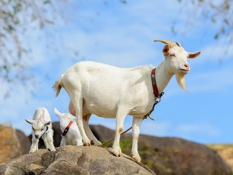 Tử vi hôm nay 21/6: Tử vi hằng ngày 21/6 - Tử vi 12 con giáp 21/6 Tử vi hôm nay 21/6: Tử vi hằng ngày 21/6 - Tử vi 12 con giáp 21/6