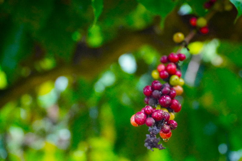 Giá cà phê hôm nay, ngày 21/6: Giá cà phê trong nước cao nhất 67.200 đồng/kg