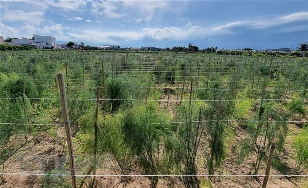 Ninh Thuan day manh phat trien san xuat nong nghiep theo chuoi gia tri hinh anh 2