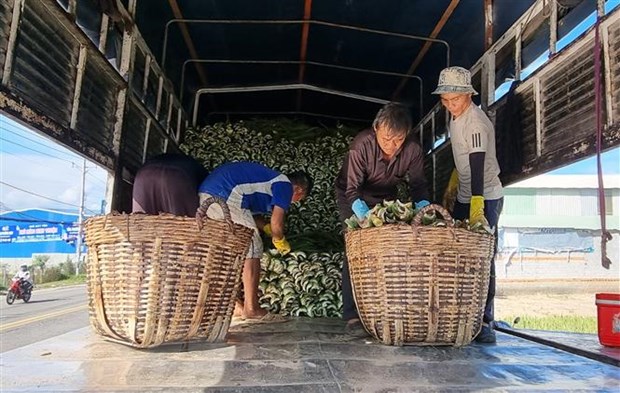 Ninh Thuan day manh phat trien san xuat nong nghiep theo chuoi gia tri hinh anh 3