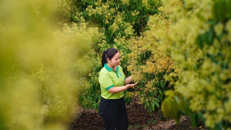 Chuyện về vườn vải thiều Lục Ngạn và vườn măng cụt 100 tuổi: Khi công nghệ mở lối tiêu thụ nông sản Chuyện về vườn vải thiều Lục Ngạn và vườn măng cụt 100 tuổi: Khi công nghệ mở lối tiêu thụ nông sản