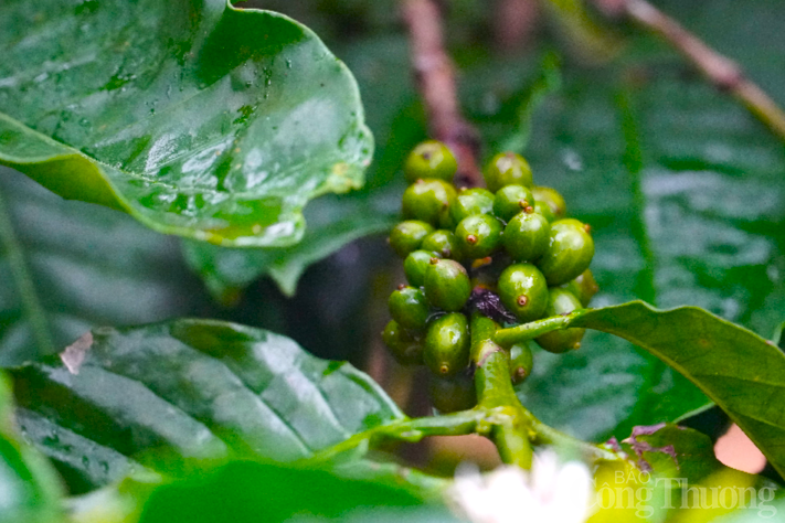 Giá cà phê hôm nay, ngày 25/6: Giá cà phê trong nước giảm 1.200 đồng