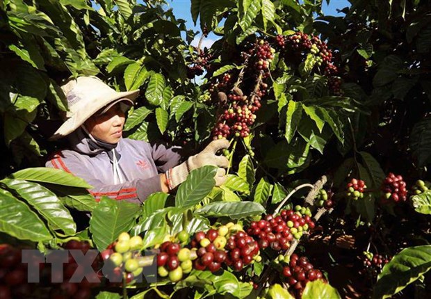 Làm thế nào để sản phẩm nông nghiệp nắm bắt cơ hội tại thị trường EU? hình ảnh 1 Lam the nao de san pham nong nghiep nam bat co hoi tai thi truong EU? hinh anh 1