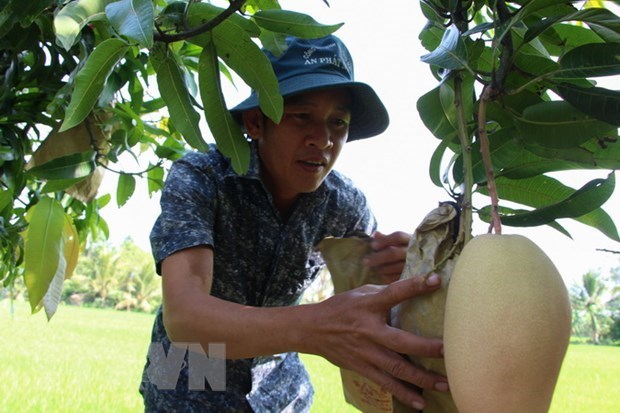Dong Thap: Nguy co cung vuot cau vi o at trong cay an trai hinh anh 1