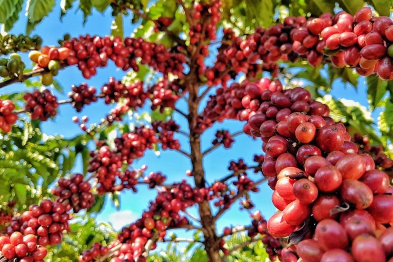 Giá cà phê hôm nay ngày 5/7/2023 Giá cà phê hôm nay ngày 5/7/2023