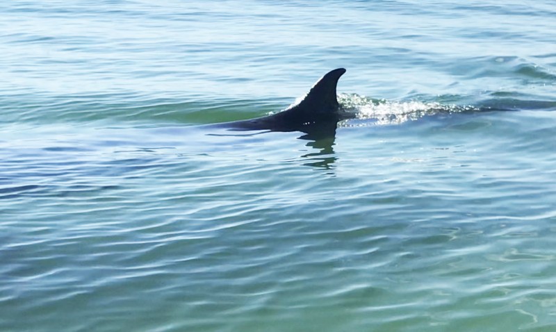 Thừa Thiên Huế: Cá voi dài khoảng 7m bơi lội gần bờ biển