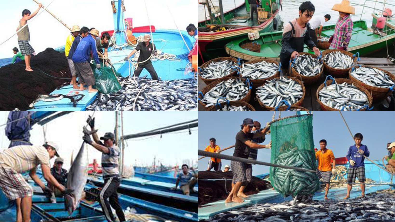 Longform | Gỡ “thẻ vàng” IUU: Hành trình gần 6 năm và kỳ vọng sớm hái “quả ngọt” Longform | Gỡ “thẻ vàng” IUU: Hành trình gần 6 năm và kỳ vọng sớm hái “quả ngọt”