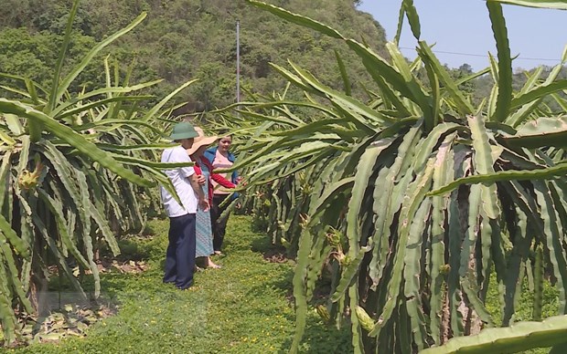 Tỉnh Sơn La đẩy mạnh xuất khẩu thanh long ra nước ngoài hình ảnh 1 Tinh Son La day manh xuat khau thanh long ra nuoc ngoai hinh anh 1