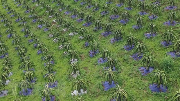 Tỉnh Sơn La đẩy mạnh xuất khẩu thanh long ra nước ngoài hình ảnh 2 Tinh Son La day manh xuat khau thanh long ra nuoc ngoai hinh anh 2