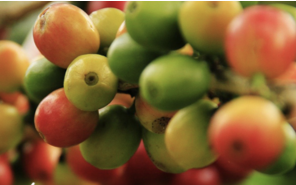 giá cà phê 8/7, cây cà phê giá cà phê 8/7, cây cà phê