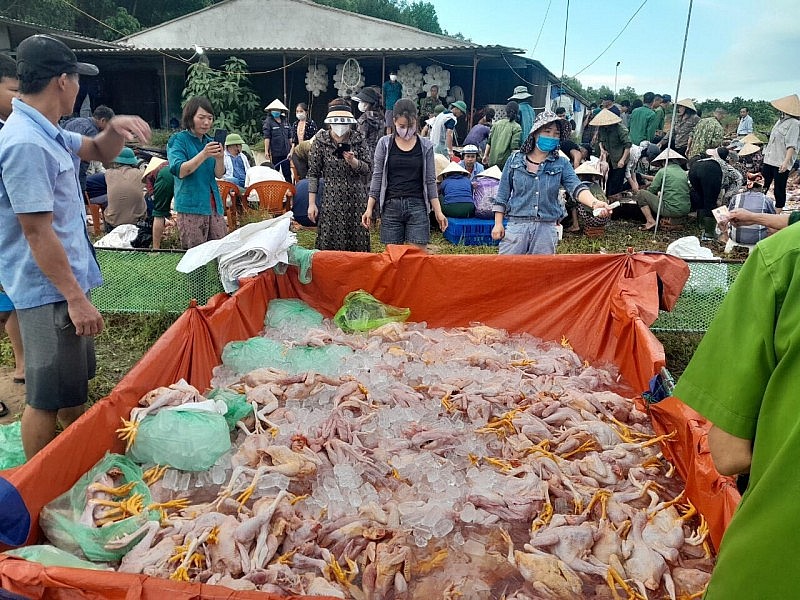 Gà được bà con làm sạch, ướp đá chờ khách đến mua ủng hộ gia đình ông Phố. (Ảnh: NVCCC) Gà được bà con làm sạch, ướp đá chờ khách đến mua ủng hộ gia đình ông Phố. (Ảnh: NVCCC)