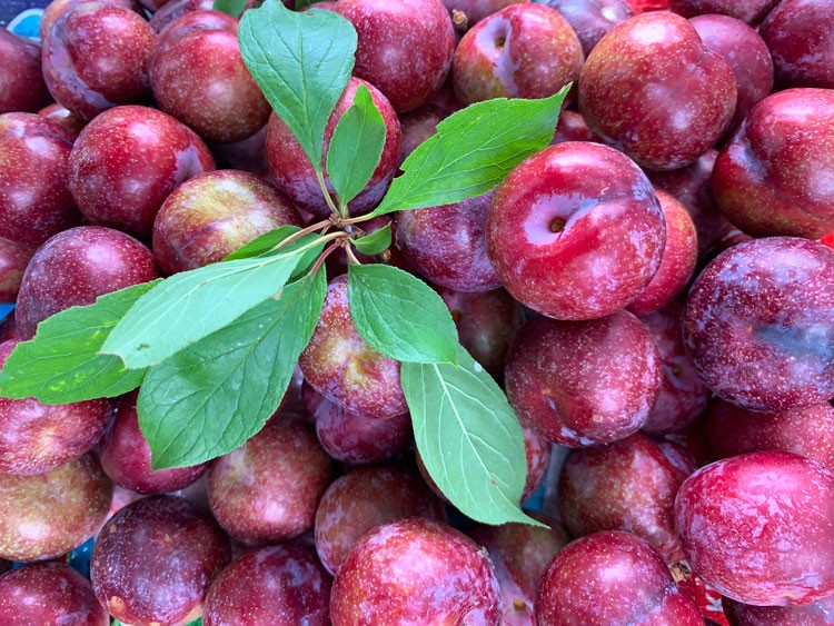 Hoàng Su Phì (Hà Giang) phát triển sản phẩm OCOP mận máu trở thành hàng hóa Hoàng Su Phì (Hà Giang) phát triển sản phẩm OCOP mận máu trở thành hàng hóa