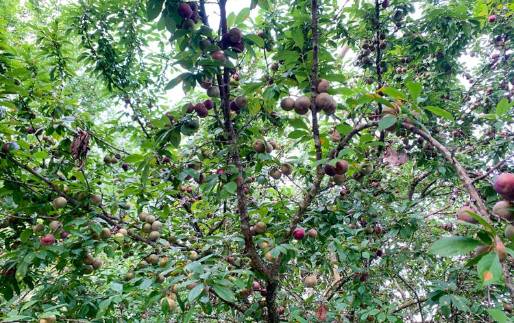 Hoàng Su Phì (Hà Giang) phát triển sản phẩm OCOP mận máu trở thành hàng hóa Hoàng Su Phì (Hà Giang) phát triển sản phẩm OCOP mận máu trở thành hàng hóa