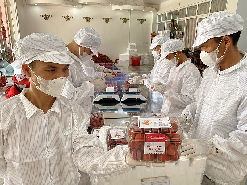 Công đoạn đóng hộp vải thiều để chuẩn bị xuất khẩu sang Thái Lan Công đoạn đóng hộp vải thiều để chuẩn bị xuất khẩu sang Thái Lan