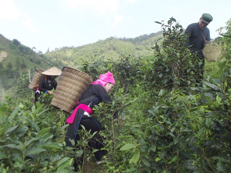 Điểm tựa giúp nông dân vùng cao Bản Liền giảm nghèo bền vững