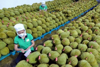 Kim ngạch xuất khẩu rau quả cả năm có thể đạt 5 tỷ USD vào cuối năm