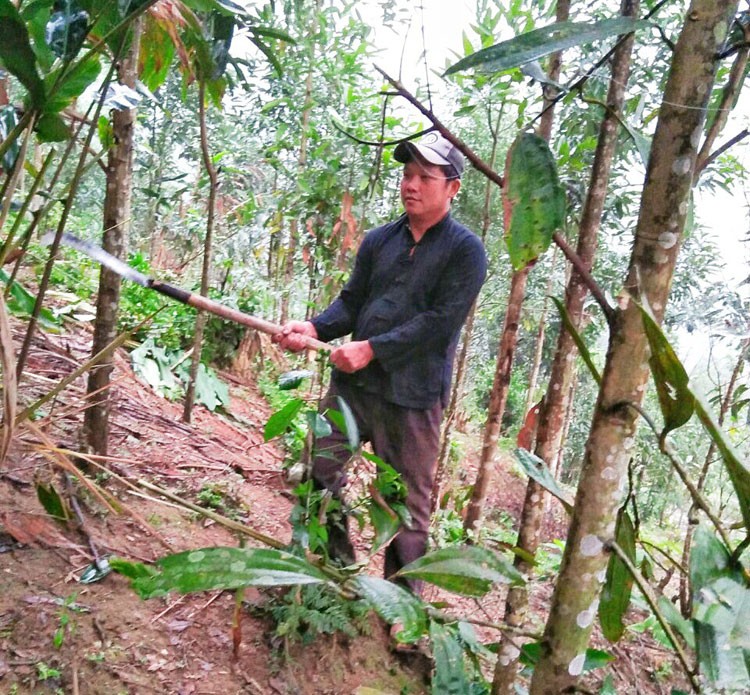 Lào Cai- Gương sáng gia đình người Mông trở thành triệu phú từ trồng quế Lào Cai- Gương sáng gia đình người Mông trở thành triệu phú từ trồng quế