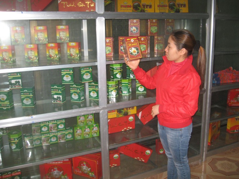 Hà Giang: Tập trung phát triển chè Shan tuyết theo hướng hàng hóa Hà Giang: Tập trung phát triển chè Shan tuyết theo hướng hàng hóa