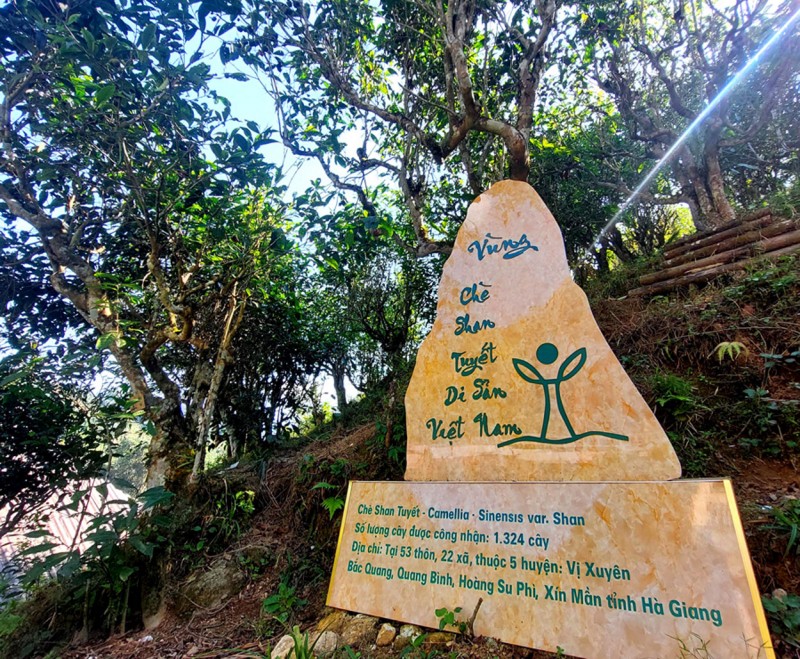 Hà Giang: Tập trung phát triển chè Shan tuyết theo hướng hàng hóa Hà Giang: Tập trung phát triển chè Shan tuyết theo hướng hàng hóa