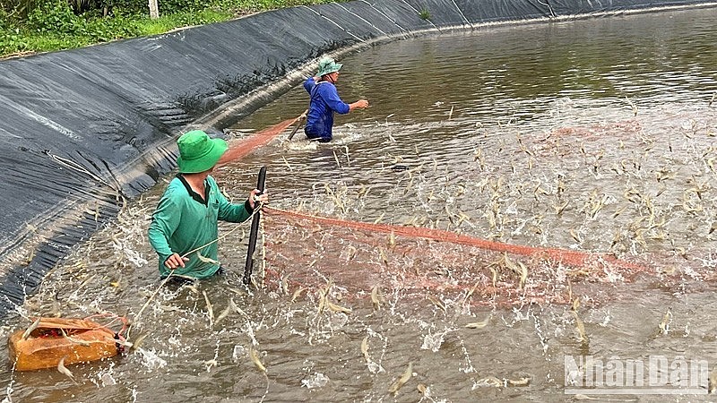 Còn nhiều tiềm năng cho ngành tôm bứt tốc Còn nhiều tiềm năng cho ngành tôm bứt tốc