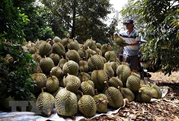 Xuất khẩu sầu riêng năm 2023 dự kiến đạt 1,2-1,5 tỷ USD hình ảnh 3 Xuat khau sau rieng nam 2023 du kien dat 1,2-1,5 ty USD hinh anh 3