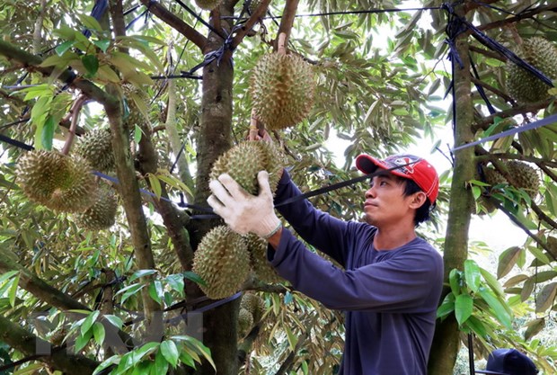 Xuất khẩu sầu riêng năm 2023 dự kiến đạt 1,2-1,5 tỷ USD hình ảnh 2 Xuat khau sau rieng nam 2023 du kien dat 1,2-1,5 ty USD hinh anh 2