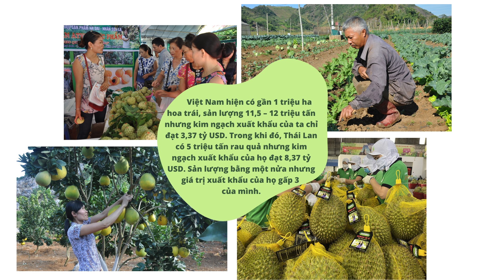 Longform | Chung tay xuất khẩu nông sản miền núi, đồng bào dân tộc Longform | Chung tay xuất khẩu nông sản miền núi, đồng bào dân tộc
