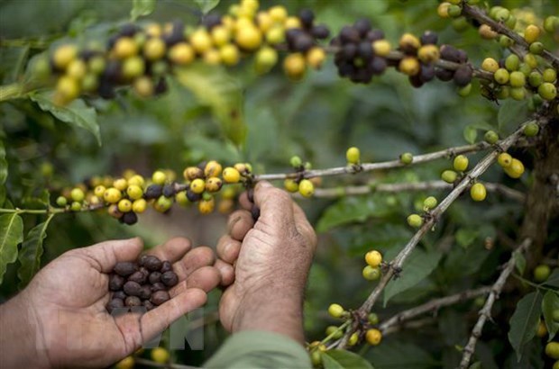 Giá gạo xuất khẩu tăng lên mức cao nhất trong hơn một thập kỷ hình ảnh 2 Gia gao xuat khau tang len muc cao nhat trong hon mot thap ky hinh anh 2