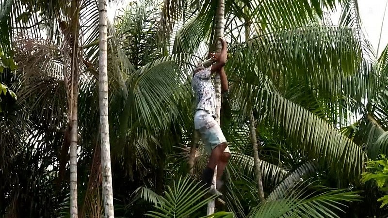 Một người dân đang hái cọ tại bang Para, nơi trồng hơn 90% quả cọ ở Brazil