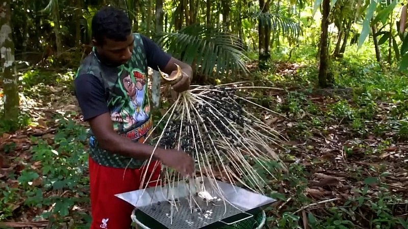 Một người dân đang tách quả ngay khi hái xuống để vận chuyển ra nhà máy vì nó rất nhanh hỏng
